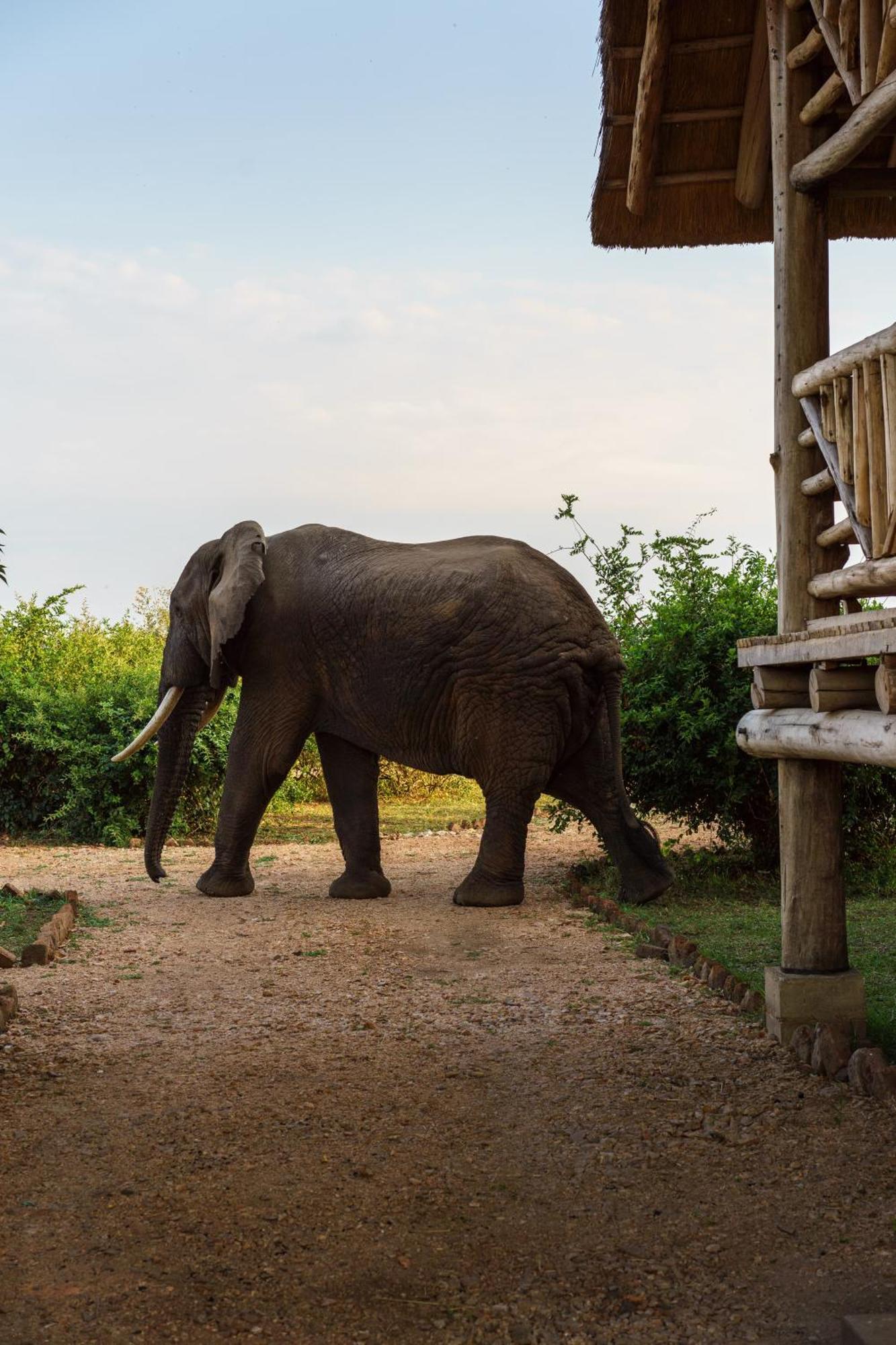 Tabingi Safari Cottages Katunguru エクステリア 写真