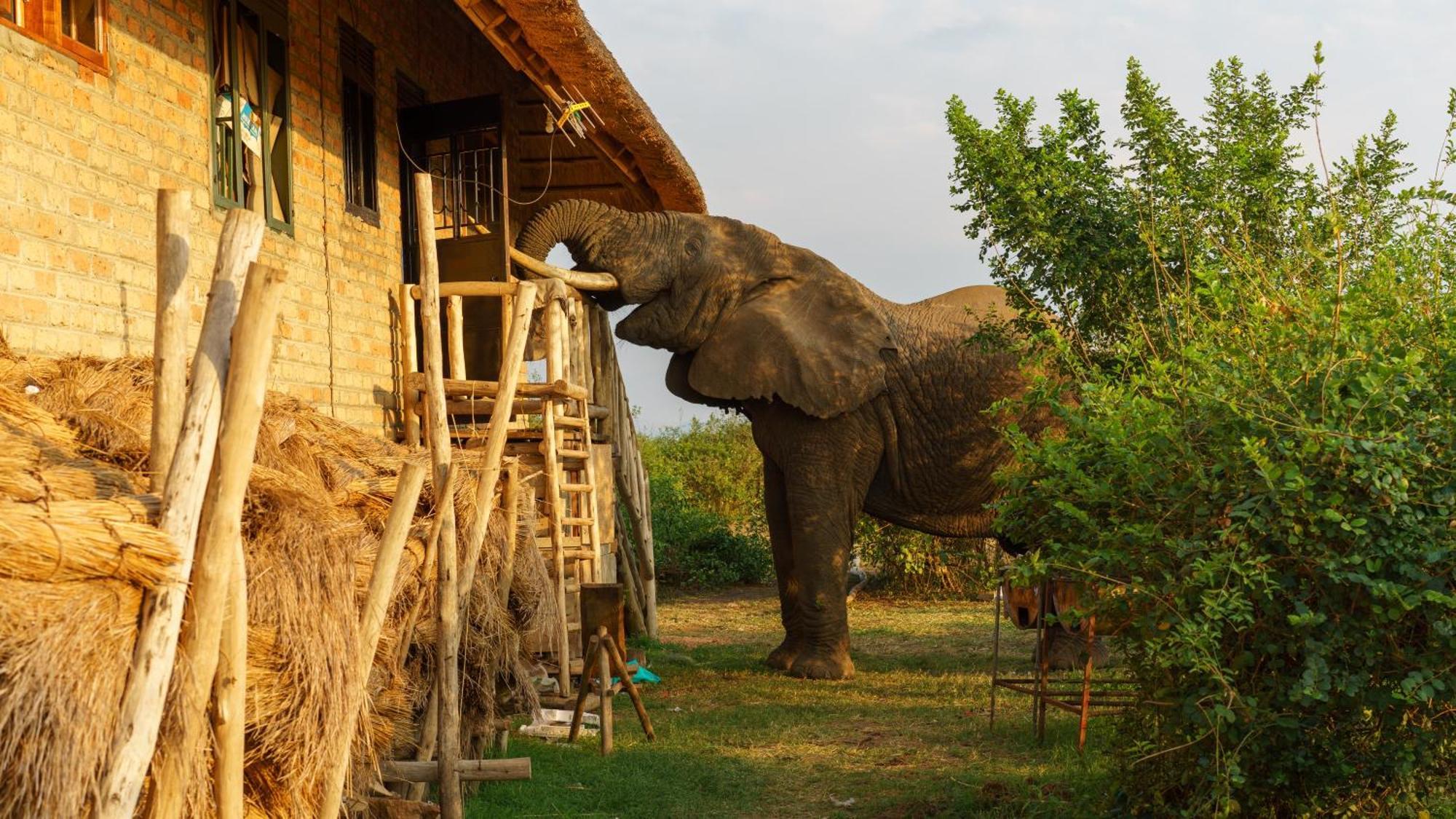 Tabingi Safari Cottages Katunguru エクステリア 写真