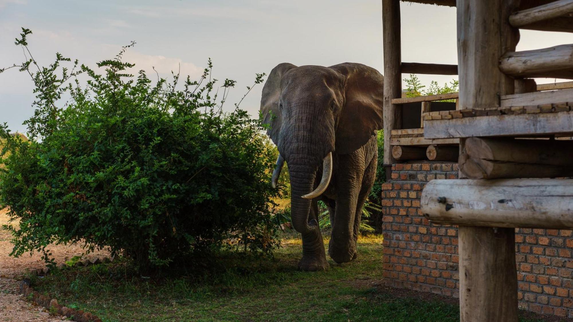 Tabingi Safari Cottages Katunguru エクステリア 写真