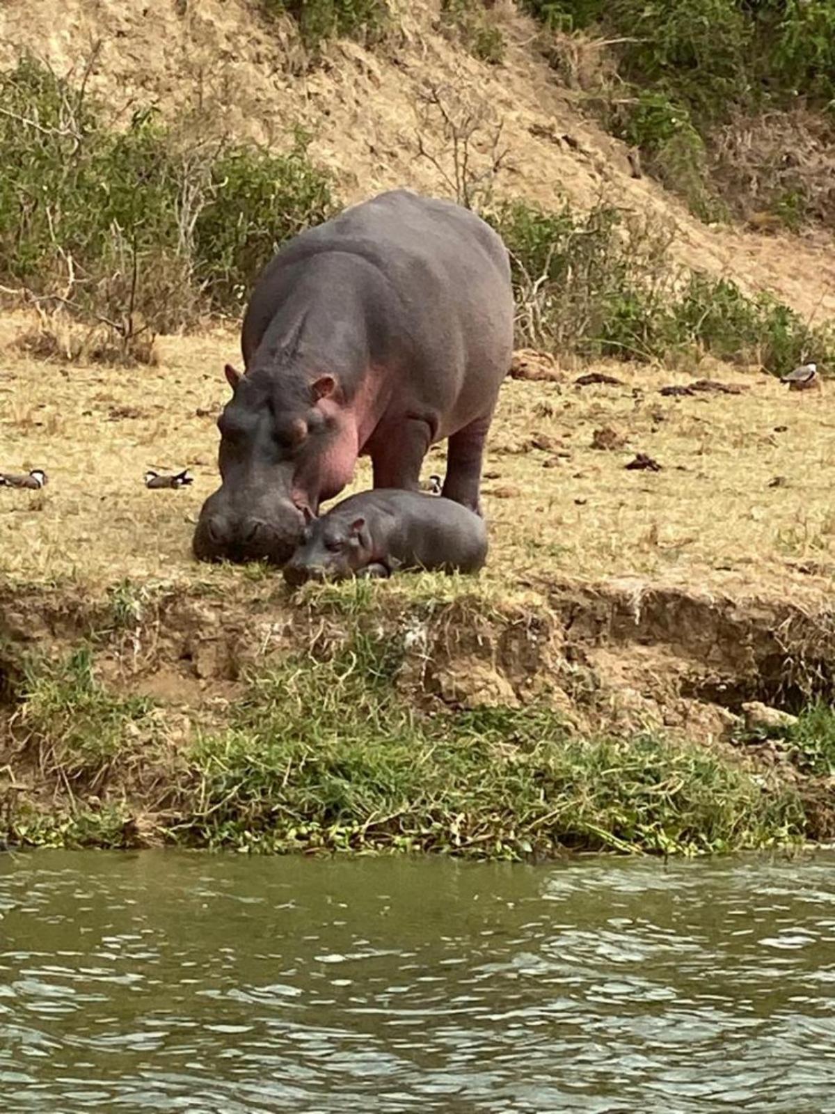 Tabingi Safari Cottages Katunguru エクステリア 写真